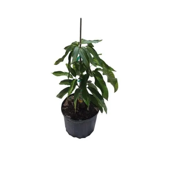 Árbol de mango enano: tu mango cremoso en maceta