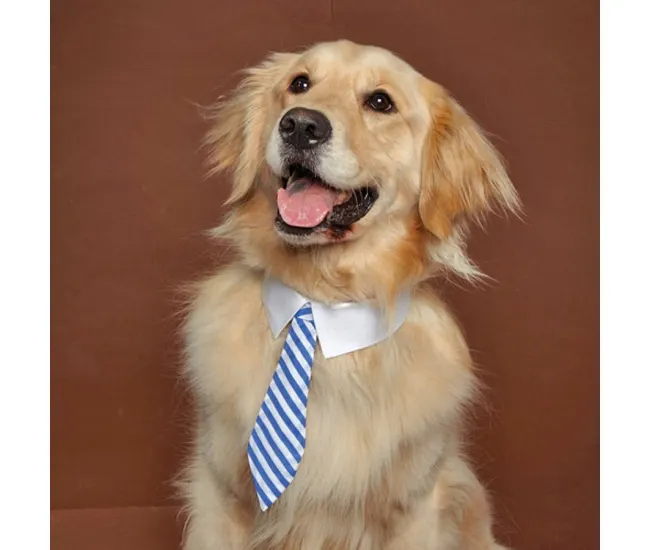 Corbatines de negocios para perros | Red Berry Apple