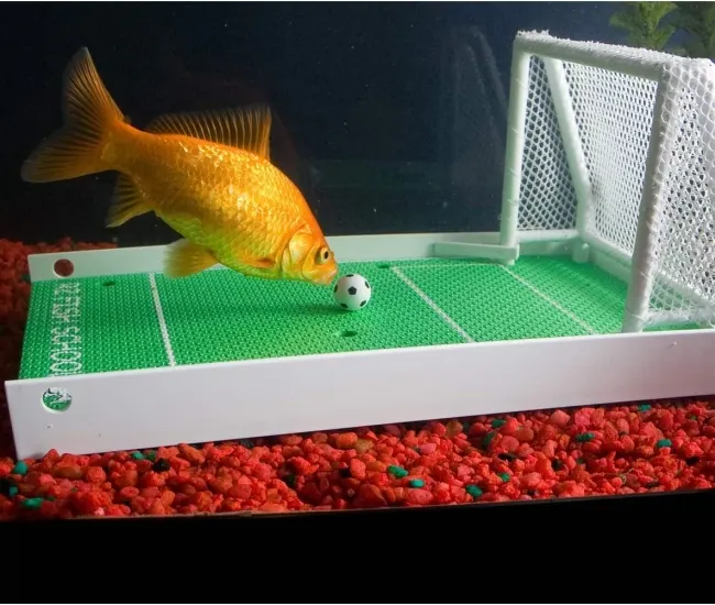 Juego de fútbol Goldfish: entrena a tu pez para ser una estrella