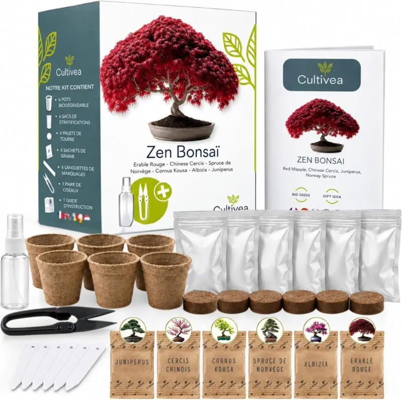 Kit para cultivar bonsai: 6 árboles en miniatura