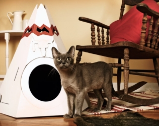 Cama tipi para gatos: el r...