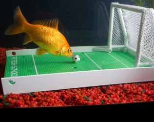 Juego de fútbol Goldfish:...