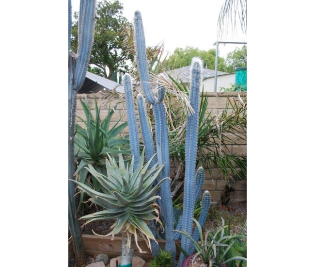 Cactus azul brasileño - Sorprende a tus visitantes con estos cactus únicos