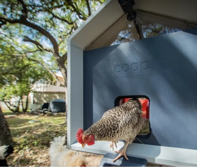 Gallinero inteligente: Innovación y comodidad para tus gallinas