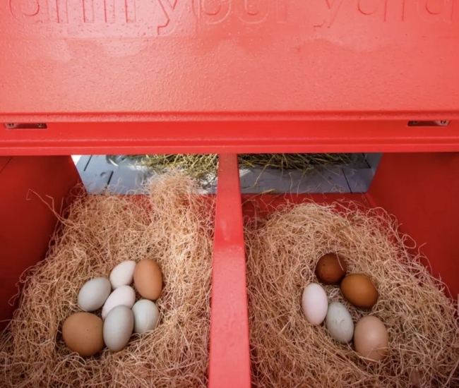 Gallinero inteligente: Innovación y comodidad para tus gallinas