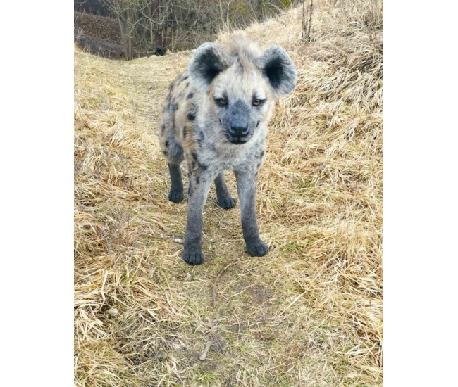 Peluche de hiena realista: el regalo salvaje y original perfecto