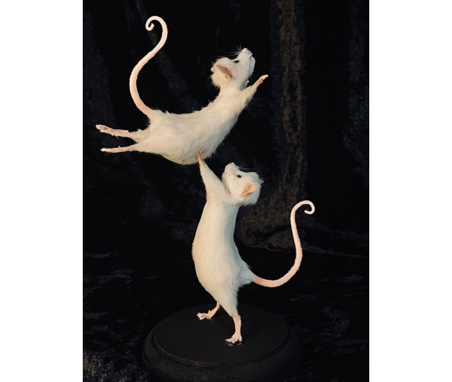 Ratones de ballet taxidermia hechos a mano - Colección Pas De Deux