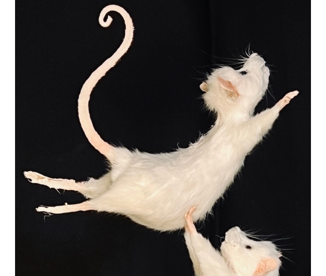 Ratones de ballet taxidermia hechos a mano - Colección Pas De Deux