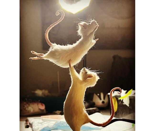 Ratones de ballet taxidermia hechos a mano - Colección Pas De Deux