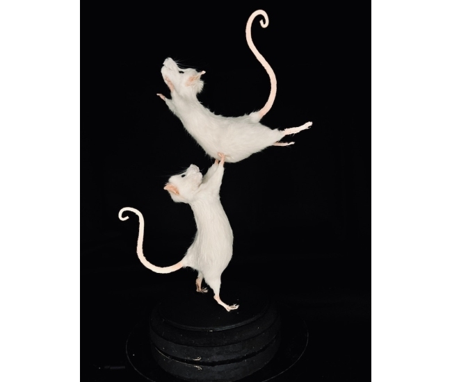 Ratones de ballet taxidermia hechos a mano - Colección Pas De Deux