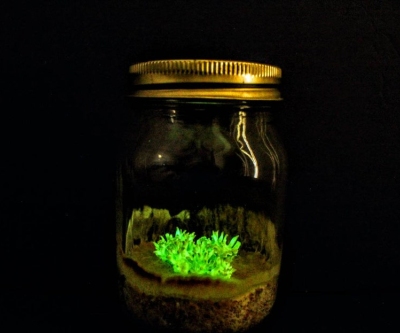 Setas Vivas Bioluminiscentes Panellus stipticus en un frasco de vidrio